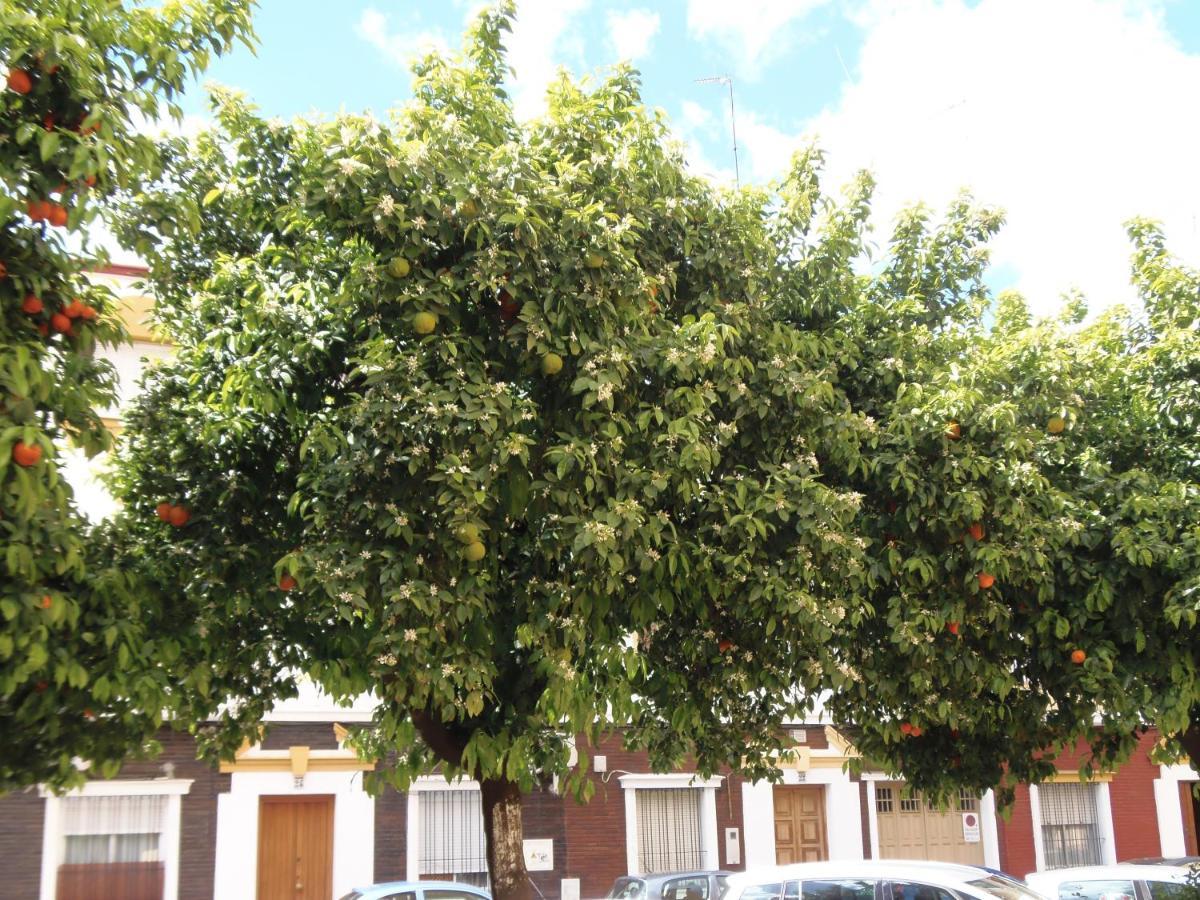 Apartamento En Triana, Seville